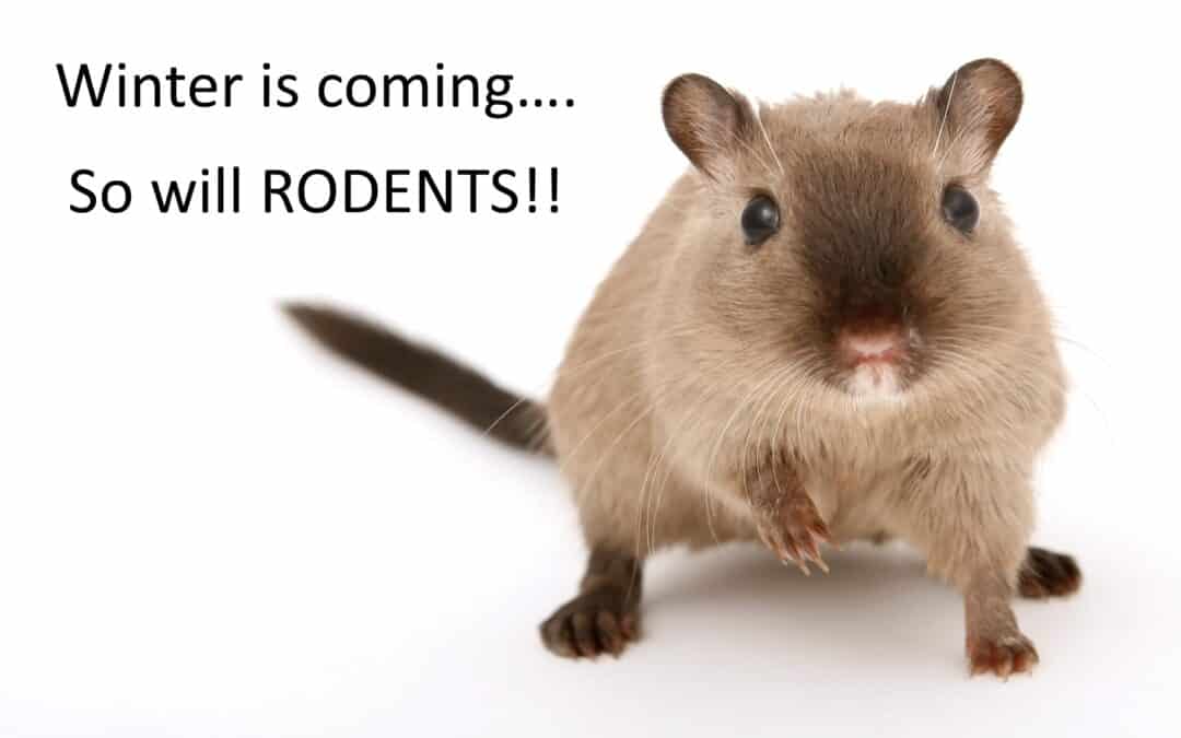 Rodent problems