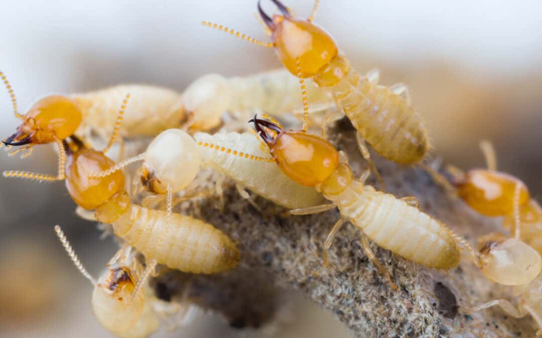 Termite risks to your home