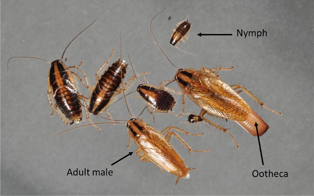 German Cockroaches