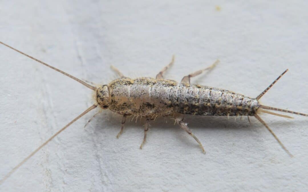 Silverfish Exposed