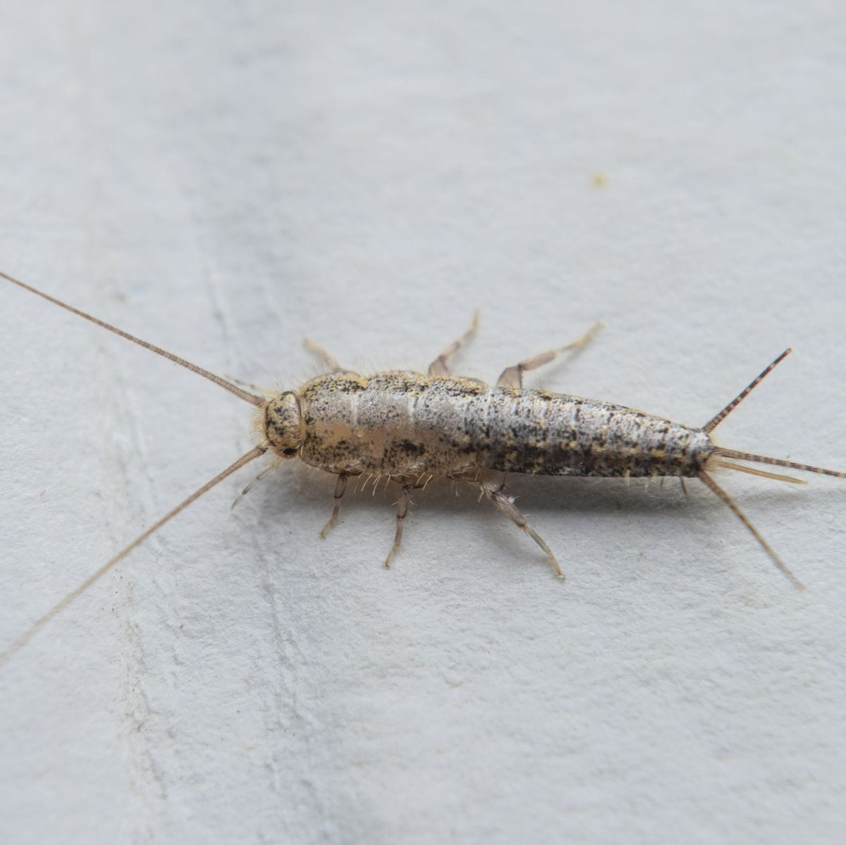 Silverfish