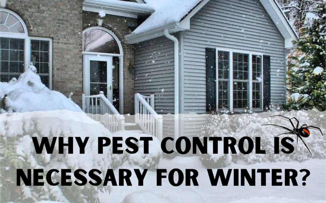 The Importance of Pest Control During Winter