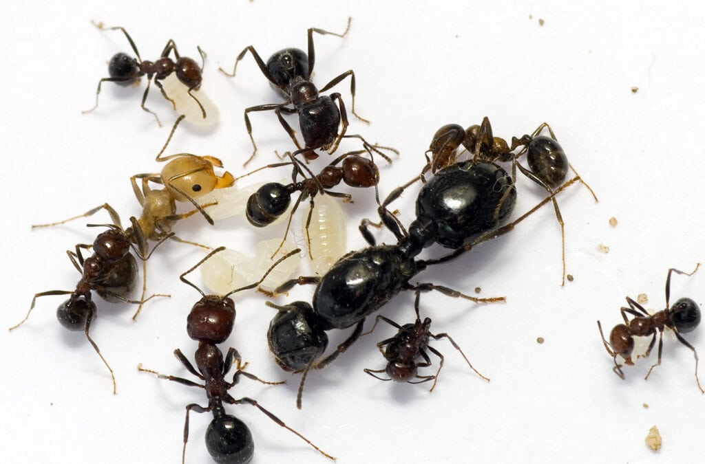 Understanding Ants