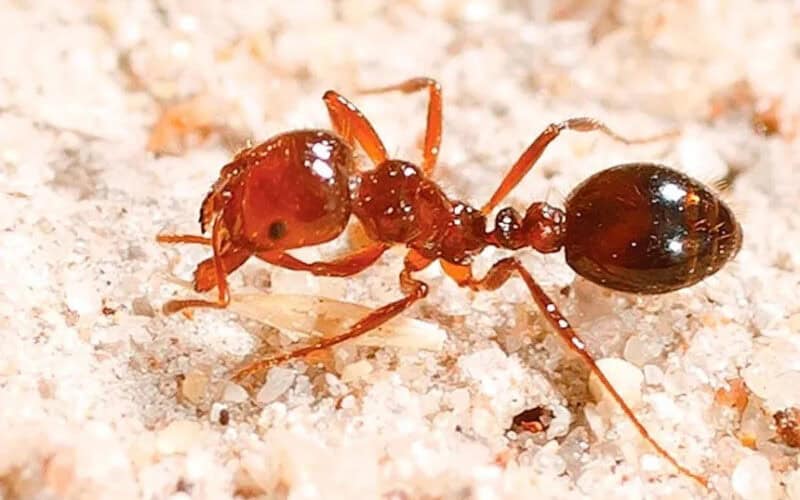 Understanding Fire Ants