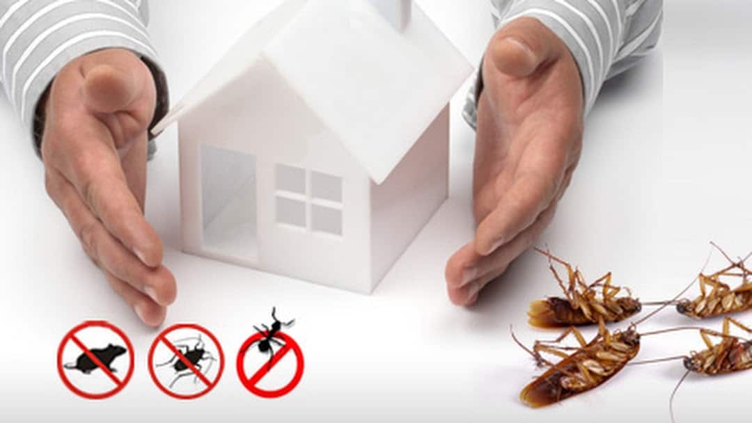 Effective Pest Prevention: A Comprehensive Guide