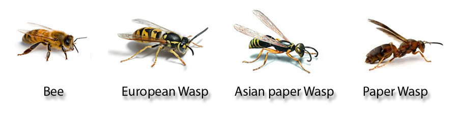 Understanding Wasps